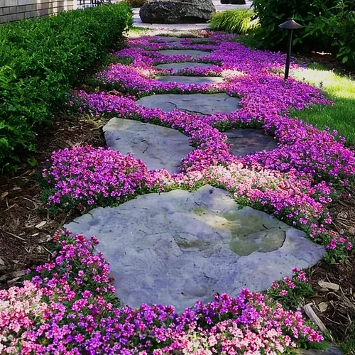 Vista 4 de Más de 20000 semillas de tomillo, hermosas semillas de tomillo morado, flores perennes de cobertura del suelo, semillas de tomillo no modificadas