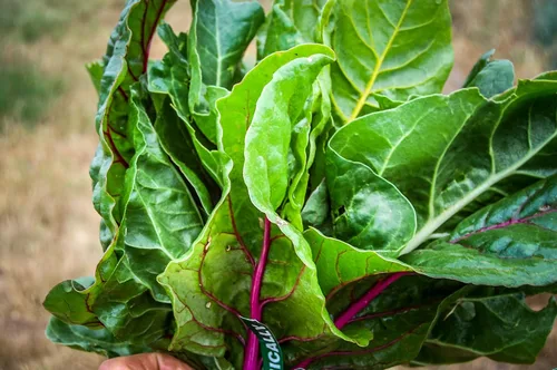 Vista 2 de Plant Good Seed Semillas de acelgas orgánicas arcoíris para plantar: tallos rosados, rojos, amarillos y blancos, paquete de 80 semillas