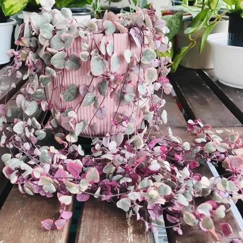 Vista 2 de Ceropegia Woodii Cadena de Corazones Variegada Planta Viva, Suculenta Trepadora, Planta de Interior Viva en Maceta