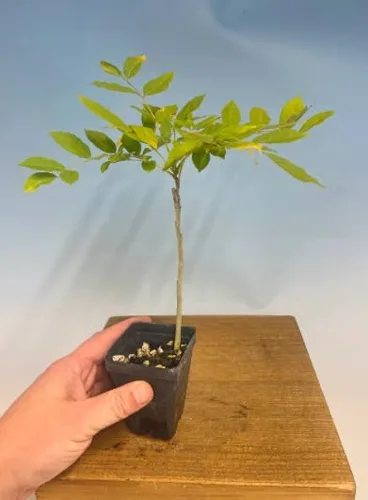 Vista 2 de White Wisteria Vine - Planta viva fragante de 1 año en maceta - Imán de colibrí