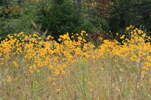 Vista 4 de 100 semillas de flor de girasol (girasol de hoja estrecha) Helianthus Angustifolius
