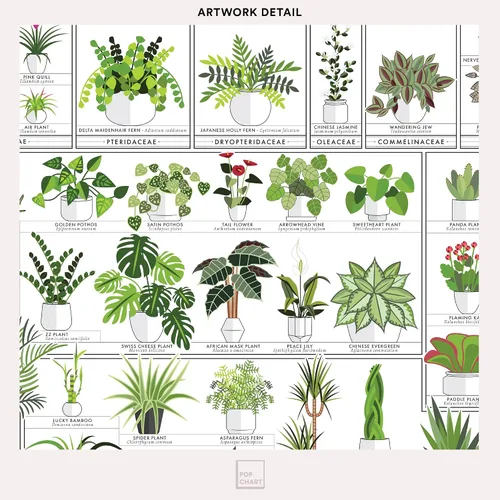 Vista 4 de Pop Chart Tabla hortícola de plantas de interior Arte de pared de 16 x 20 pulgadas Póster botánico Decoración de pared terrosa 100%