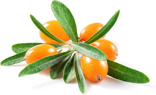 Vista 8 de Sea Buckthorn 100 Seeds (Hippophae rhamnoides) Heirloom - Open Pollinated