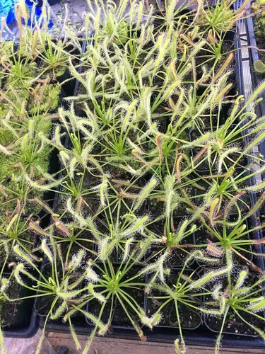 Vista 7 de Planta Carnívora Tropical Viva Drosera Capensis Flor Rosa (x1) - Rizoma De Raíz Desnuda