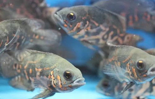 Vista 2 de Tiger Oscar Cichlid - Peces tropicales vivos de 2 pulgadas para peces de acuario o tanque