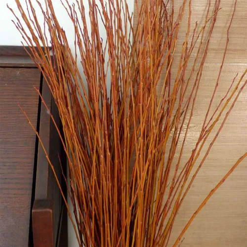 Vista 2 de 4 esquejes de sauce de llama, corteza naranja y roja vibrante, árboles únicos para cultivar