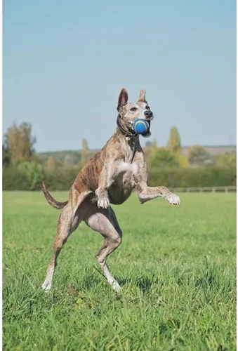 Vista 2 de Chuckit! Bola ultra chirriante, flotadores, XL 3.5 pulgadas, para perros Squeaker