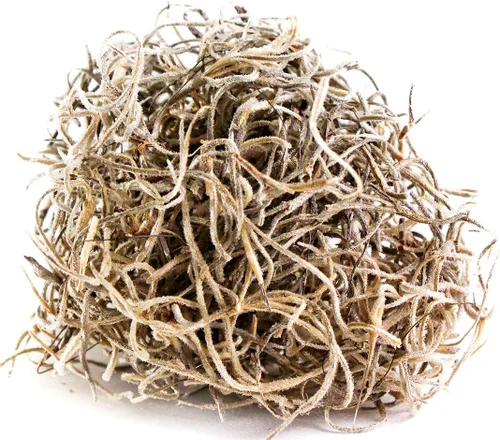 Vista 6 de SuperMoss Musgo Español Conservado, Natural