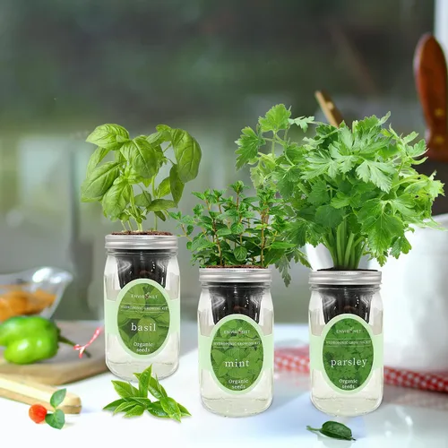 Vista 4 de Kit de cultivo de hierbas hidropónicas, kit de inicio de jardín de hierbas con riego automático en tarro de masón para interiores, jardín de hierbas