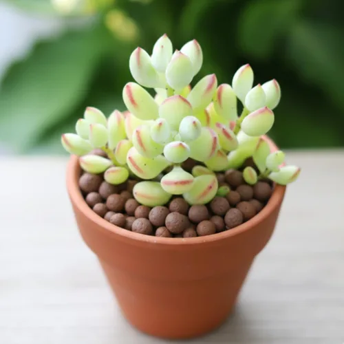 Vista 2 de Planta viva de Cotyledon Pendens, suculenta para interiores y exteriores, maceta de 2 pulgadas