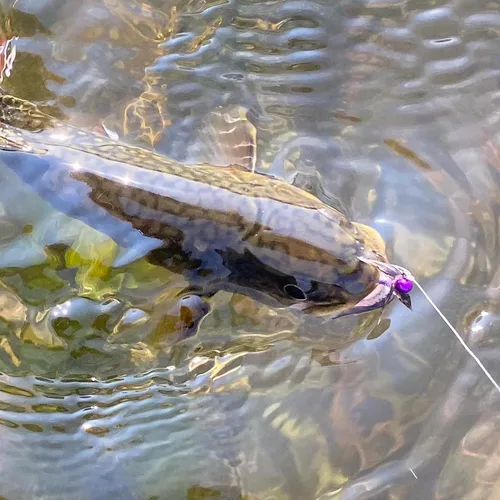 Vista 3 de DRAGONtail Basic Tenkara Level Line Starter Kit