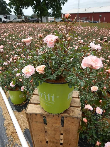 Vista 2 de Drift Roses - Rosa Apricot Drift (Rosa), flores de albaricoque dobles, #2 - Contenedor