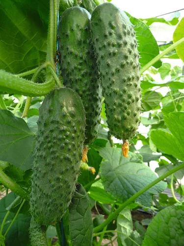 Vista 3 de Semillas Vegetales Pepino Titus Heirloom para Decapado 45 Días - 20 Semillas