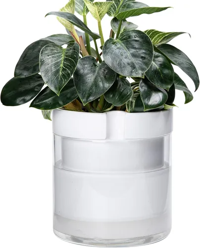 Vista 25 de Phoenix Vine Maceta de riego automático de 4 pulgadas, maceta de arcilla de terracota con depósito de vidrio para plantas de interior, hierbas