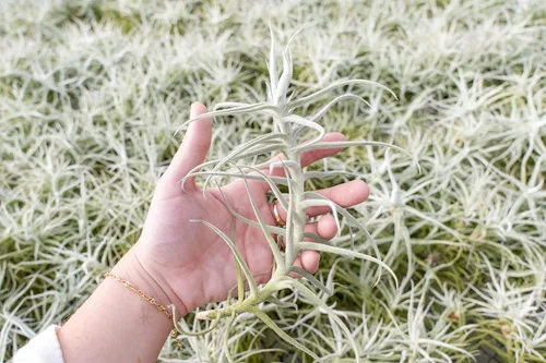 Vista 2 de Air Plant Shop Tillandsia Albida 'Minor' - Plantas suculentas vivas de casa Tillandsia - Decoración para el hogar y el jardín - Plantas