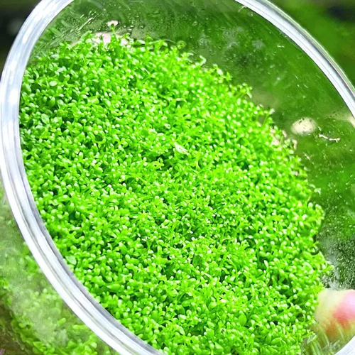 Vista 2 de Hemianthus Callitrichoides Cultivo de tejidos US Farm Live Aquarium Plants Midground para decoración de peceras