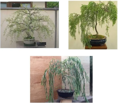 Vista 3 de Ultimate Willow Bonsai Bundle - 9 tipos de sauce exótico para crecer como bonsái