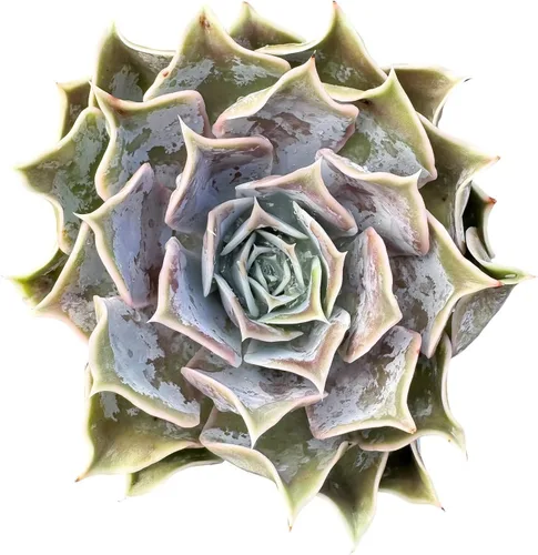 Vista 11 de Plantas suculentas vivas (Cotyledon Orbiculata cv. Long Leaf Variegated), suculentas en maceta de fácil cuidado, aproximadamente 4" de diámetro x 4
