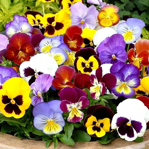 Vista 4 de Viola Tricolor Seed Mix Viola Tricolor Wild Pansy Sweet Violets Johnny-Jump-Up Garden Pansy Jacea Tricolor 40+ Semillas para plantar flores