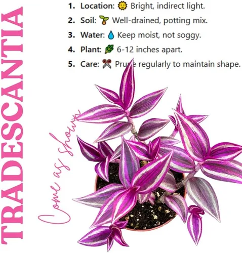 Vista 3 de 2 plantas vivas judías errantes de Tradescantia púrpura