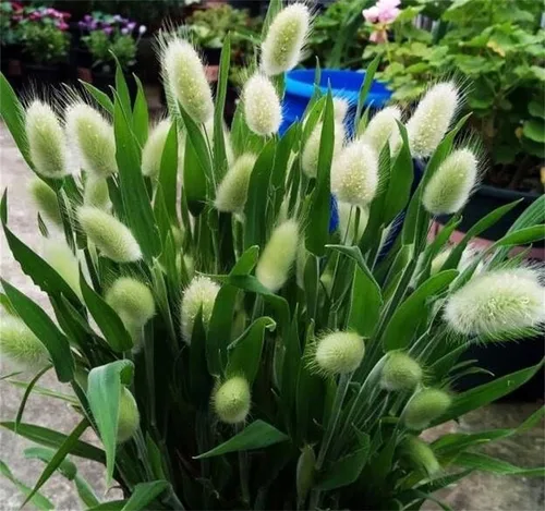 Vista 4 de Semillas de flores raras Lagurus Ovatus Ornamental Grass Bunny Tails Anual 100 Semillas