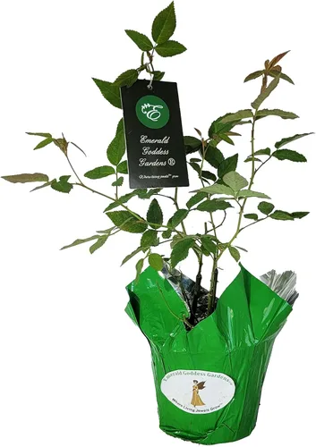 Vista 8 de Caldwell Pink Rose Bush - Raíz antigua reliquia propia - Rosa Hybrid - Planta viva - Flor doble perpetua fragante - Emerald Goddess Gardens