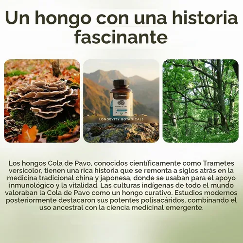 Vista 8 de Extracto orgánico Trametes Versicolor del extracto de las tapas de la seta de la cola del pavo