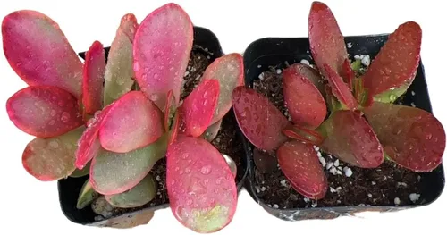 Vista 8 de Plantas de cactus suculentas vivas (juego de dos macetas de 2 pulgadas) (pata de oso de cotiledón tomentosa 'verde+ abigarrada')