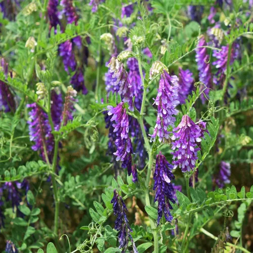 Vista 7 de Outsidepride Hairy Vetch Cover Crop Seeds – 1 oz tolerantes al frío, resistentes al invierno, ideales para mejorar el suelo, pastos verdes, heno