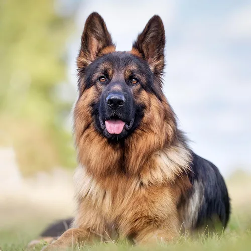 Vista 9 de SUPVOX 1 par de herramientas de soporte para orejas de perro: kit de publicación de orejas con cinta y calcomanías para Doberman Corgi y más - Ayuda