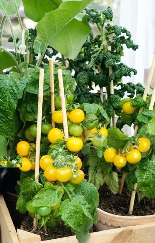Vista 5 de Más de 100 semillas de tomate cereza amarilla enana de patio, variedad súper dulce, semillas de jardín