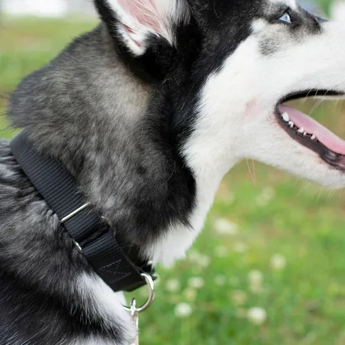 Vista 3 de Country Brook Petz - Collar Martingale para perro - Collar de entrenamiento resistente sin hebilla - Collar para perro de servicio para todas