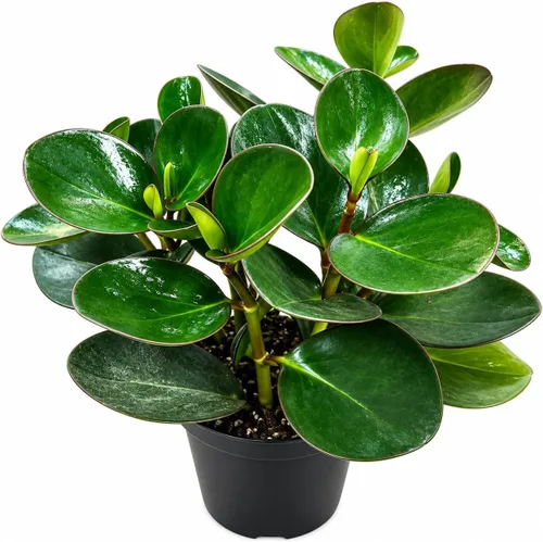 Vista 12 de Peperomia Ecuador Planta viva - Decoración