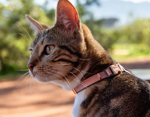 Vista 7 de Rogz Urban Collar De Seguridad Para Gato S/M - Gris Paloma Gris (Dove Gray)