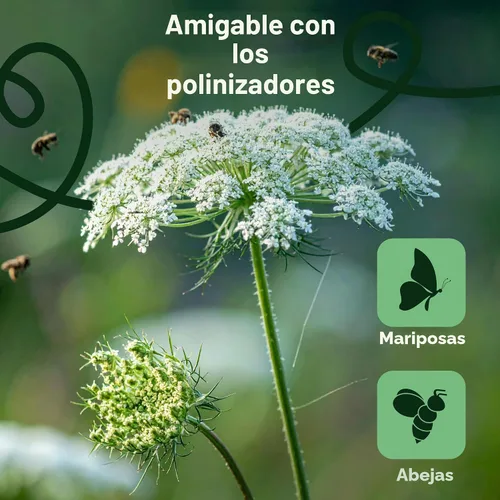 Vista 4 de Queen Anne 's Lace- 200 semillas – 50% de descuento venta