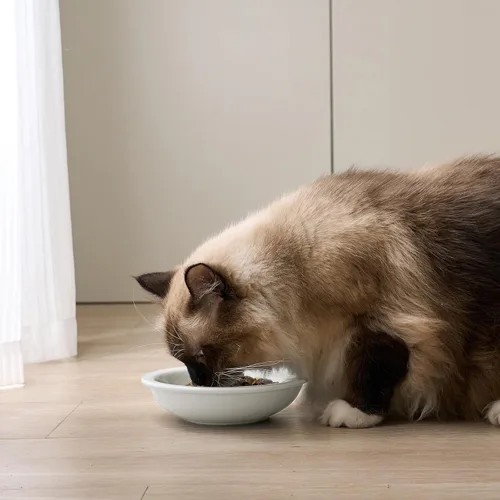 Vista 3 de CEEFU Tazones de cerámica más gruesos para comida y agua para gatos, 3 unidades, platos para gatos sin estrés, alivia la fatiga, plato de comida
