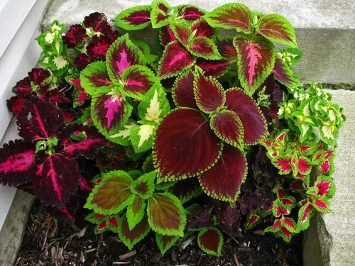 Vista 3 de Semillas Coleus Mix Flores anuales de interior para plantar