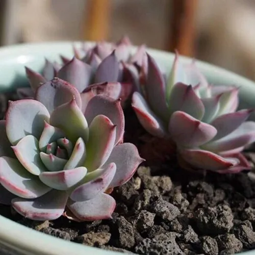 Vista 6 de TOYPOPOR Aditivo de suelo de roca de lava hortícola negra para cactus y plantas suculentas sin tintes ni productos químicos, 100% pura roca