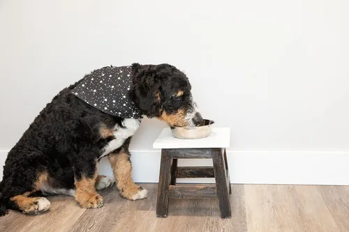 Vista 5 de Lazy One Bandana para perro, bandanas reversibles de algodón para todos los tamaños de perro, lado oscuro, estrellas (lado de la corteza, S)