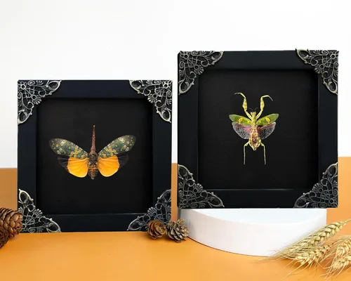 Vista 113 de 2 Real Dragonfly Specimens Shadow Box Framed Insect Display Oddities Curiosities Entomology Collection Natural History Wall Decor Gift for Nature