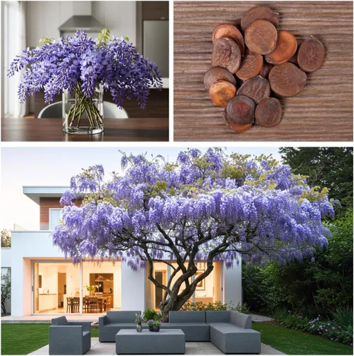 Vista 3 de Plántulas de glicina china púrpura para plantar, plántulas de árbol vivo para crecer, Wisteria sinensis (1 plántula) - No hay barco a California