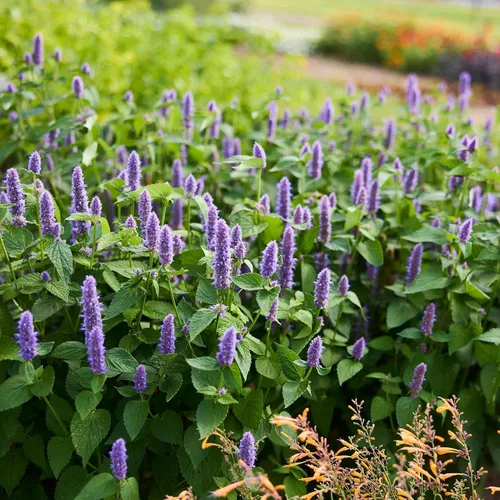 Vista 2 de Eden Brothers Semillas de hisopo - Giant Lavender Blue