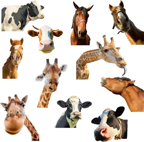 Vista 12 de SUPERDANT - Calcomanías de pared de animales de granja, 8 estilos, decoración de pared de animales de granja, pájaros, ovejas, pollos, calcomanías