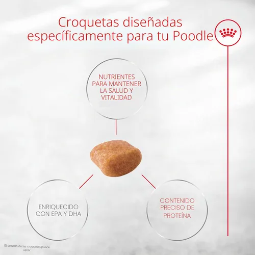 Vista 4 de ROYAL CANIN Poodle - Alimento seco para perros adultos, bolsa de 2.5 libras