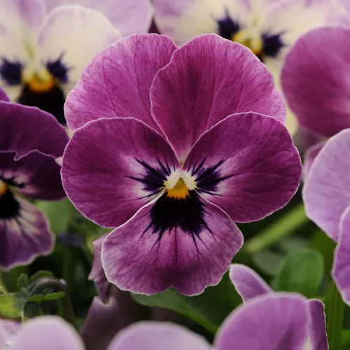 Vista 21 de Eden Brothers Johnny Jump Up Seeds