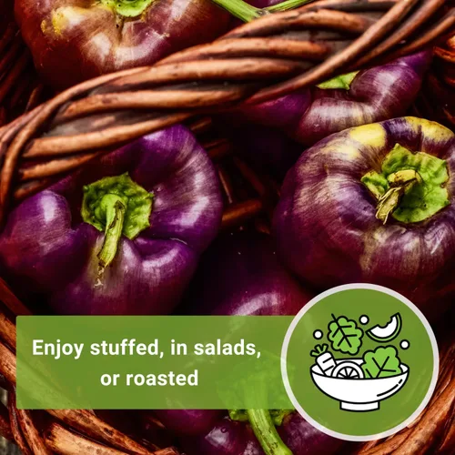 Vista 5 de Sow Right Seeds - Semillas de pimiento Purple Beauty para plantar - Paquete de reliquia sin OMG con instrucciones para plantar y cultivar un huerto