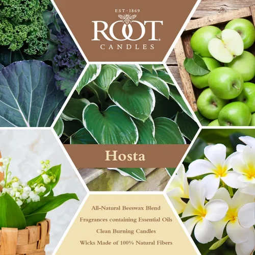 Vista 2 de Root Candles Velas perfumadas de panal Veriglass Premium hecha a mano con mezcla de cera de abeja, pequeña, Hosta