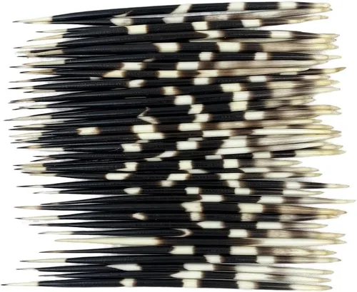 Vista 8 de Heyiwell 10 plumas de puercoespín africano real de 5 a 6 pulgadas de largo