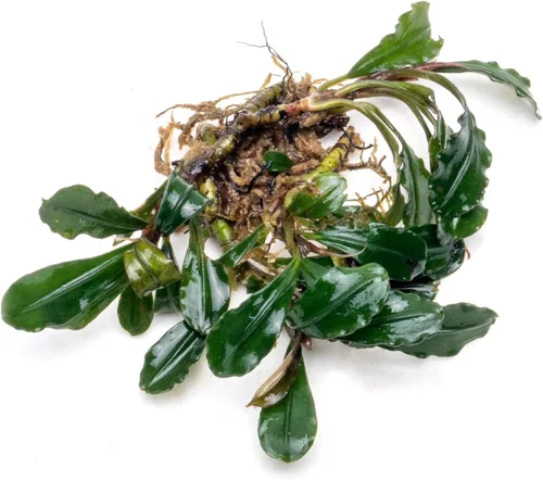 Vista 8 de SubstrateSource Bucephalandra Brownie Phantom - Planta de acuario viva – Decoración natural de pecera de agua dulce, decoración acuática