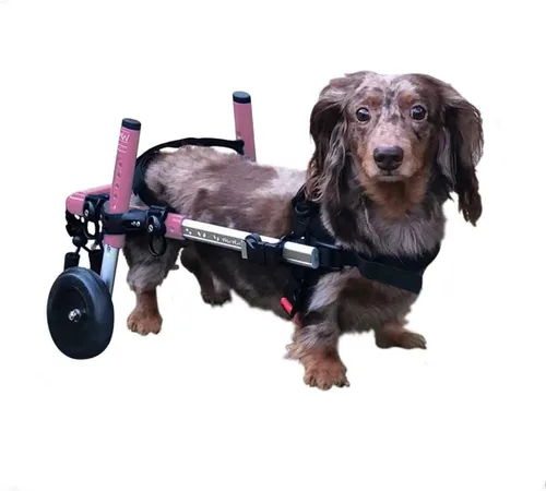 Vista 7 de Walkin' Wheels Silla de ruedas Dachshund - para perros pequeños de 2 a 30 libras - Aprobado por veterinarios - Silla de ruedas para perros para Azul